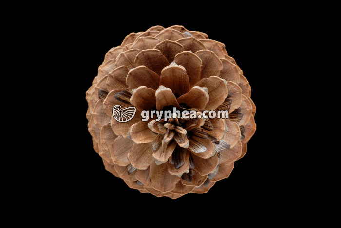 Pin Maritime (Pinus pinaster) - Cône en vue apicale - gryphea.com